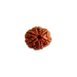 Manufacturers Exporters and Wholesale Suppliers of Six Mukhi Rudraksha Delhi Delhi